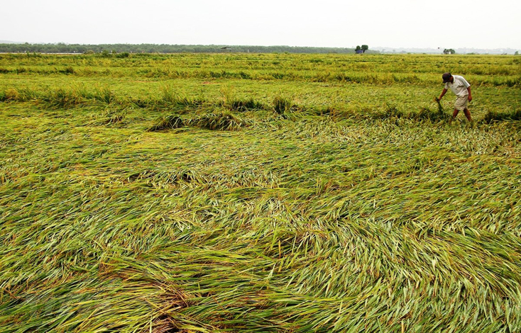 Hàng nghìn héc ta lúa vụ đông-xuân huyện Quảng Ninh bị đổ rạp