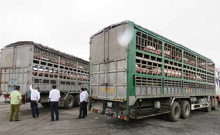 Hai ô tô vận chuyển 342 con lợn không có giấy tờ hợp pháp.