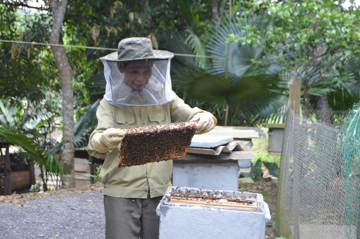  Thương binh Đinh Quang Vinh chăm sóc đàn ong mật.