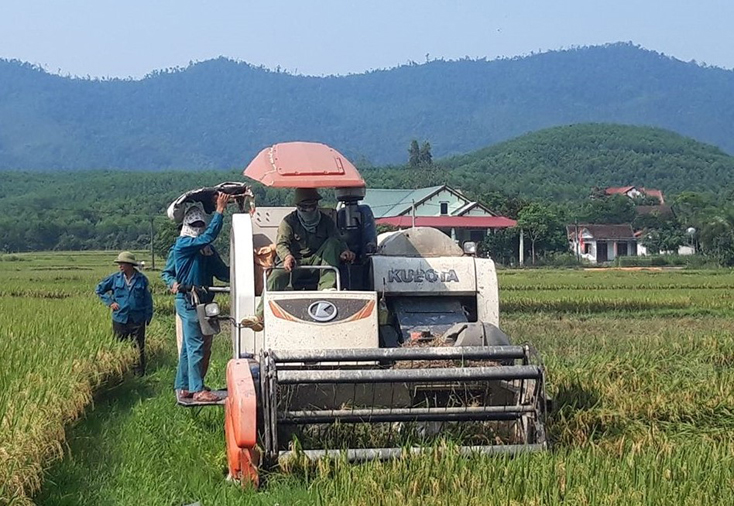 Thu hoạch lúa đông-xuân tại huyện Minh Hóa