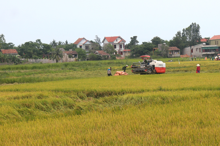 Nông dân Quảng Ninh thu hoạch lúa đông-xuân.