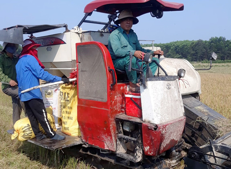 Anh Bùi Hữu Huế đang thu hoạch lúa cho bà con trong huyện 