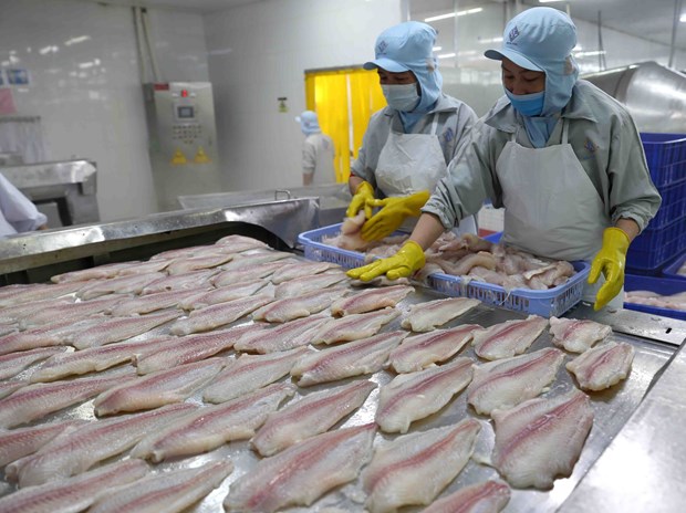  Chế biến cá tra xuất khẩu tại Công ty Công nghiệp Thủy sản Miền Nam. (Ảnh: TTXVN)