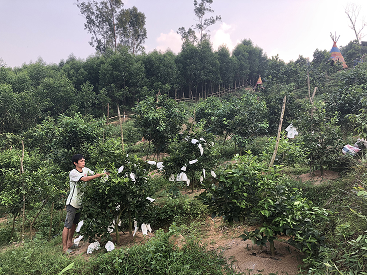 Mô hình trồng cây ăn quả tại thị trấn Quy Đạt phát huy hiệu quả. 