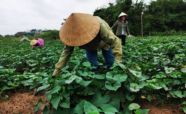 Nông dân huyện Quảng Ninh đẩy mạnh chuyển đổi cơ cấu cây trồng, góp phần nâng cao năng suất, sản lượng