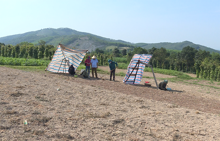 Người dân thôn 4, xã Quảng Thạch đang khẩn trương thu hoạch nén. 