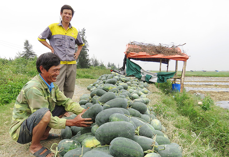Nhờ sản xuất theo chuỗi giá trị, dưa hấu Hàm Ninh tiêu thụ nhanh trên thị trường, mang lại thu nhập cao cho nông dân. 