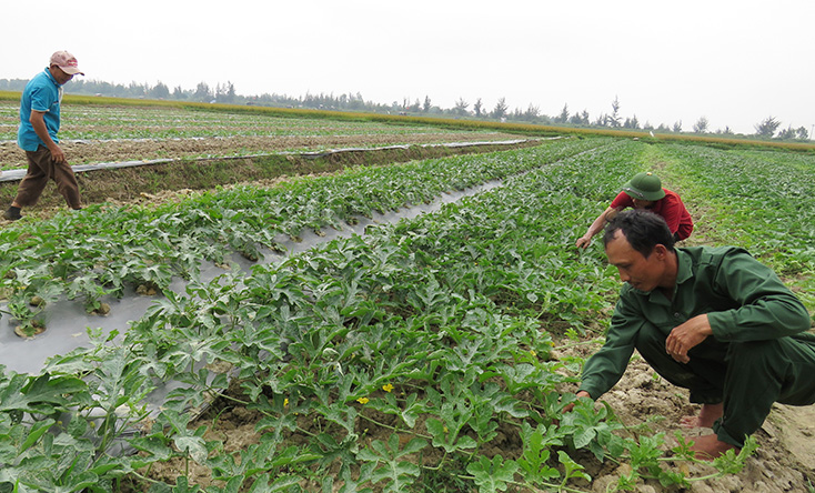 Nông dân xã Hàm Ninh chăm sóc dưa hấu canh tác theo hướng hữu cơ. 