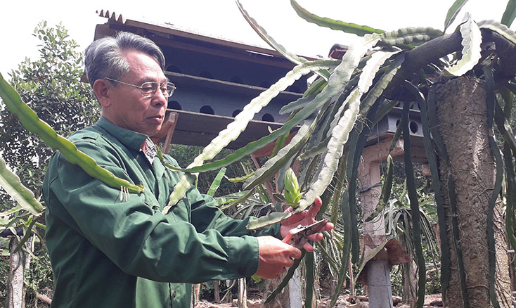 Đồng chí Bí thư Chi bộ thôn Thuận Tiến Trần Văn Hận tích cực nêu gương trong phát triển kinh tế gia đình.