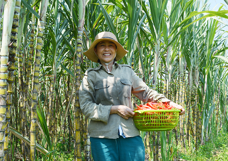 Chị Nguyễn Thị Nga tranh thủ hái ớt giữa trưa để kịp giao cho khách hàng. 