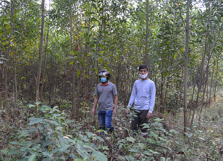 Một phần diện tích đất tranh chấp, Công ty GLNVBTB đã trồng cây lên cao. 