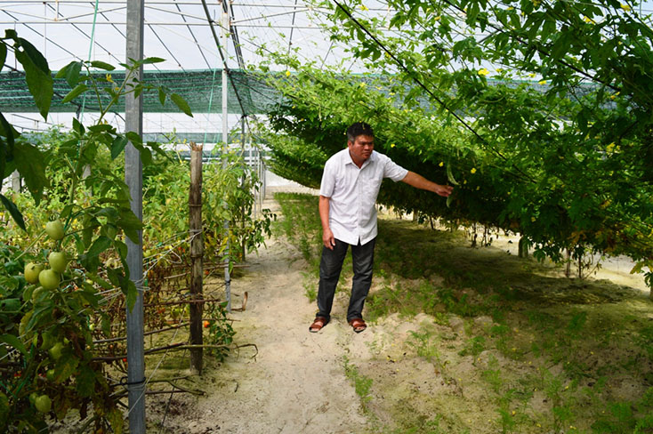 Mặc dù mới thực hiện nhưng mô hình trồng rau sạch trong nhà lưới bước đầu đem lại thu nhập đáng kể cho gia đình anh Đỗ Văn Tùng. 