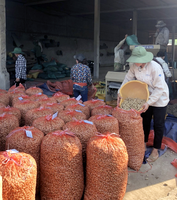 Các doanh nghiệp liên kết bao tiêu sản phẩm lạc cho bà con nông dân huyện Minh Hóa.