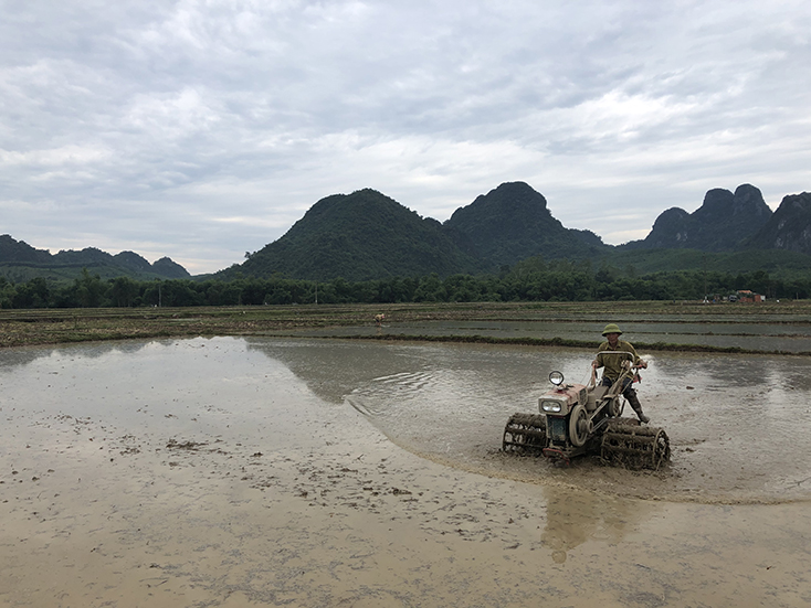 Nông dân huyện Minh Hóa cày ải đất chuẩn bị xuống giống lúa hè-thu 2020.