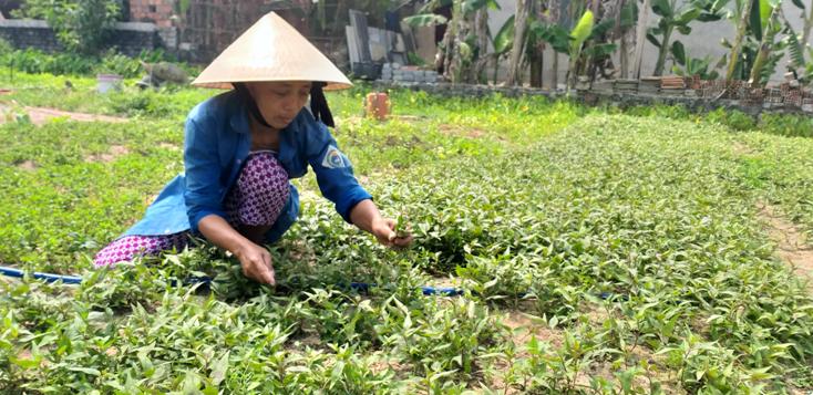   Bằng những giải pháp đa dạng, phù hợp với điều kiện thực tế địa phương, xã Đồng Trạch đã giảm dần tỷ lệ hộ nghèo.