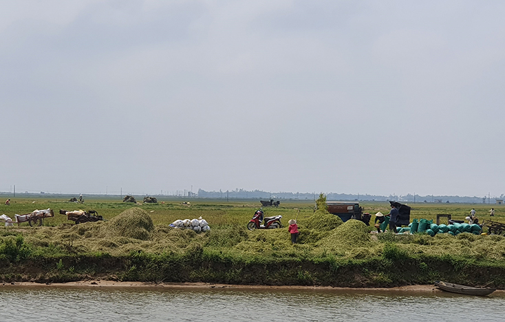  Người dân huyện Lệ Thủy thu hoạch lúa vụ đông-xuân 2019-2020