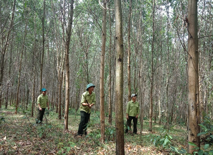   Các diện tích rừng trồng của Công ty TNHH MTV LCN Long Đại được quản lý, bảo vệ tốt. 