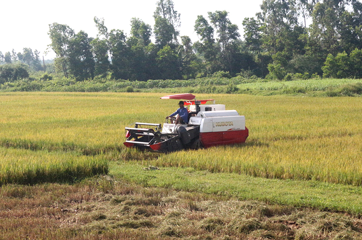 Nông dân Quảng Ninh thu hoạch lúa đông-xuân. 