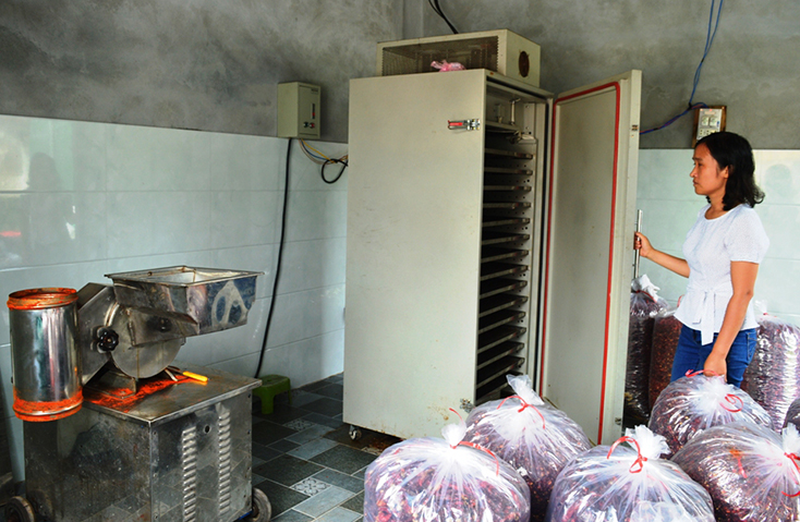 Cơ sở thu mua và chế biến nông sản Thánh Gái đã đầu tư máy móc, công nghệ hiện đại để chế biến ớt.