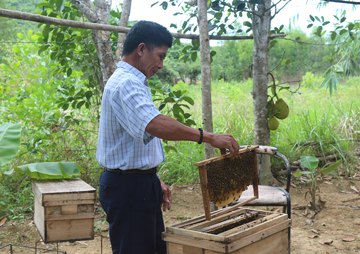Chuỗi giá trị mật ong Trường Xuân tạo nguồn thu nhập đáng kể cho các thành viên HTX và người nuôi ong trên địa bàn. 