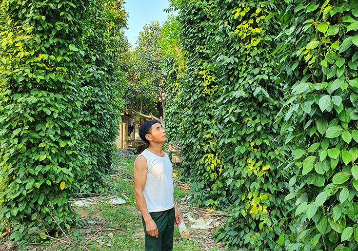  Cây hồ tiêu mang lại thu nhập đáng kể cho nông dân Lê Quang Lợi. 