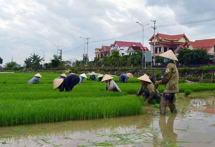 Nông dân Bố Trạch triển khai các công đoạn gieo lúa giống chất lượng cao vụ hè-thu 2020. 