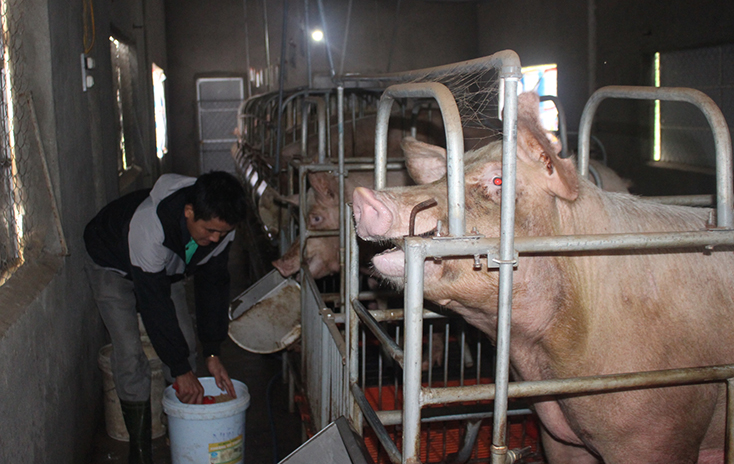 Việc tái đàn lợn phải gắn với tái cơ cấu sản xuất, tuân thủ điều kiện an toàn sinh học, an toàn dịch bệnh. 