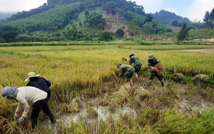 Các chiến sỹ Đồn biên phòng Làng Ho giúp đồng bào thu hoạch lúa đông-xuân.