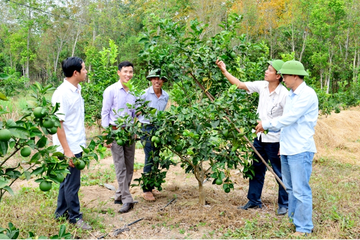   Cây cam chanh Vũ Quang sinh tưởng, phát triển tốt, thích nghi với lập địa và điều kiện khí hậu xã Phú Thủy.