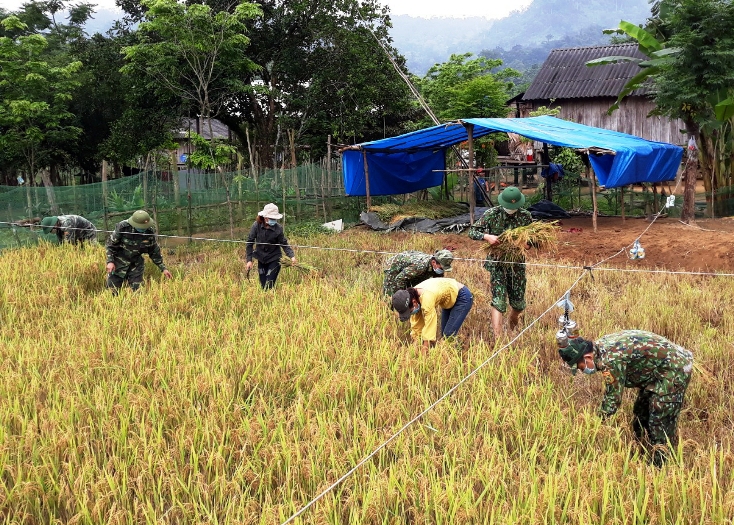    Cán bộ, chiến sỹ Đồn Biên phòng Làng Ho giúp người dân bản Tân Ly thu hoạch lúa.
