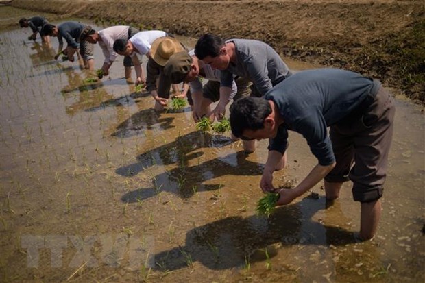 Nông dân trồng lúa trên cánh đồng ở tỉnh Chongsan-ri, Triều Tiên. (Nguồn: AFP/TTXVN)