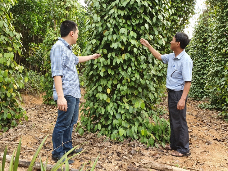  Đưa những loại cây, con có giá trị cao vào trồng trọt, chăn nuôi, nhiều nông dân đã vươn lên làm giàu trên đồng đất quê hương.