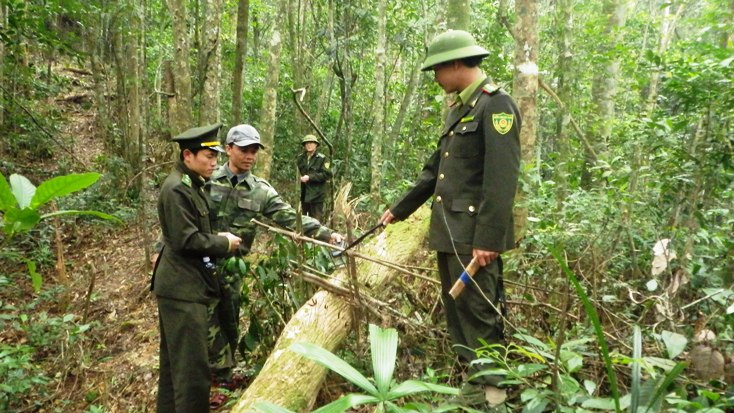    Các lực lượng phối hợp kịp thời phát hiện, ngăn chặn, xử lý các hành vi vi phạm Luật BV và PTR.