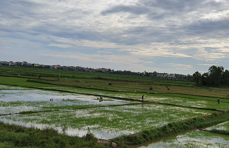 Bà con nông dân huyện Quảng Ninh tích cực chăm sóc lúa vụ hè-thu. 