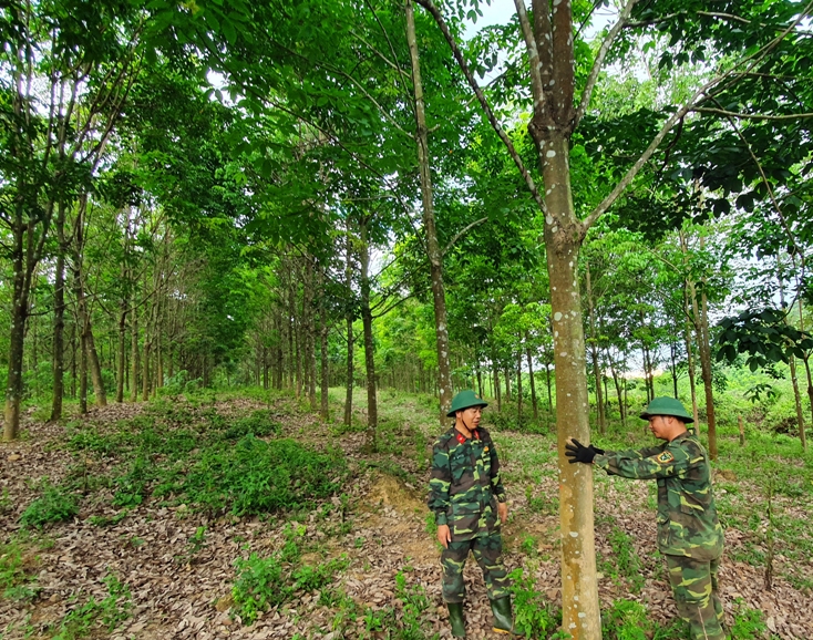 Cây cao su đã bén duyên với vùng biên viễn Tây Nam huyện Lệ Thủy hơn một thập kỷ.