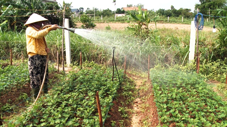    Nông dân Bố Trạch nỗ lực áp dụng các biện pháp sản xuất tiết kiệm nước trong những ngày nắng hạn.