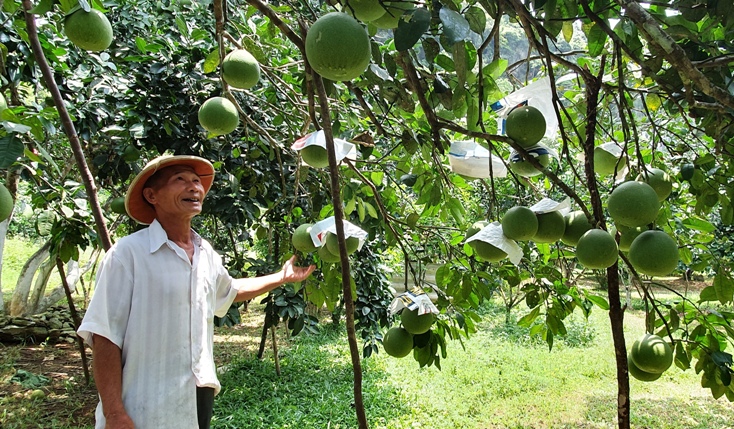  Vườn bưởi của ông Minh mở ra hướng phát triển kinh tế rừng trồng mới cho người dân trên địa bàn xã Kim Hóa và nhiều xã của huyện Tuyên Hóa. 