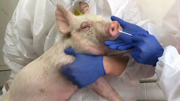 Chủng virus cúm lợn mới có thể gây đại dịch. (Nguồn: sciencemag.org)