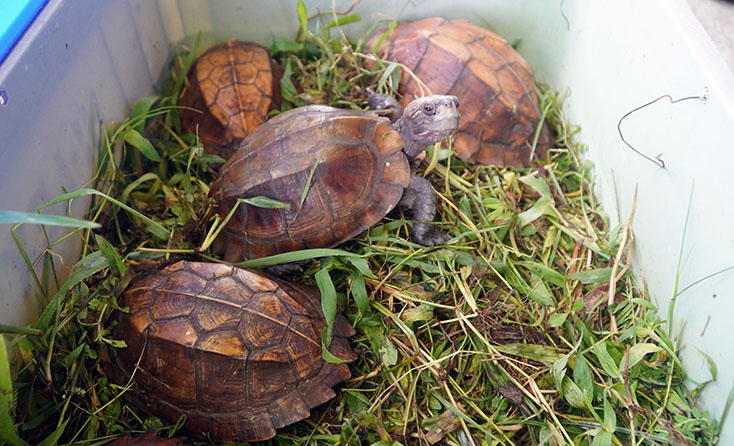 Các cá thể rùa được chăm sóc, kiểm tra sức khoẻ trước khi thả