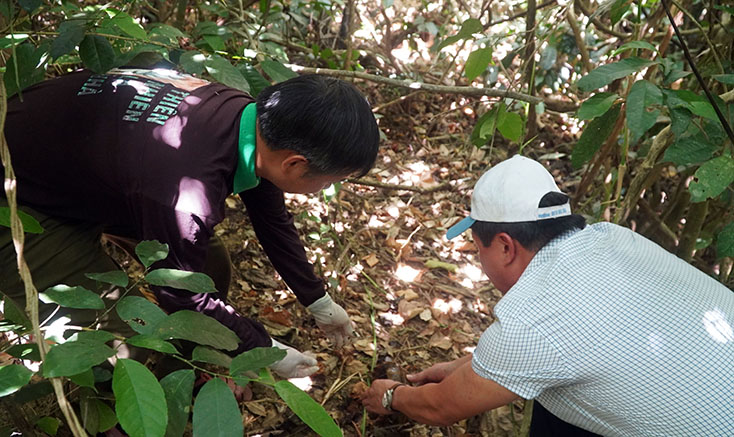 Cán bộ Trung tâm cứu hộ động vật hoang dã Hà Nội và Ban Quản lý Vườn quốc gia Phong Nha – Kẻ Bàng thả các cá thể rùa