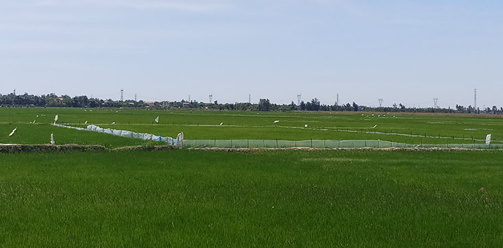 Hơn 120 hecta lúa hè - thu của huyện Quảng Trạch bị chuột phá hoại