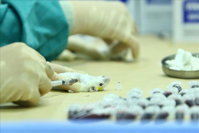 Việt Nam đang thử nghiệm vắc xin phòng virus SARS-CoV-2. Ảnh: TTXVN