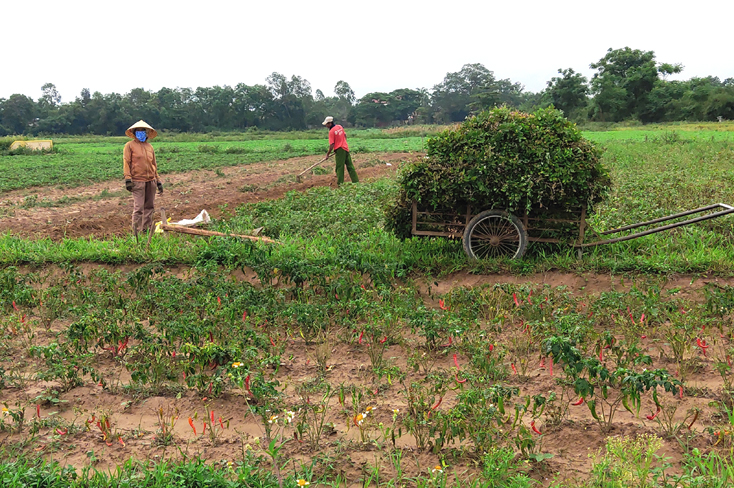 Nhiều nông dân được tiếp cận nguồn vốn hỗ trợ phát triển sản xuất, tăng thu nhập.