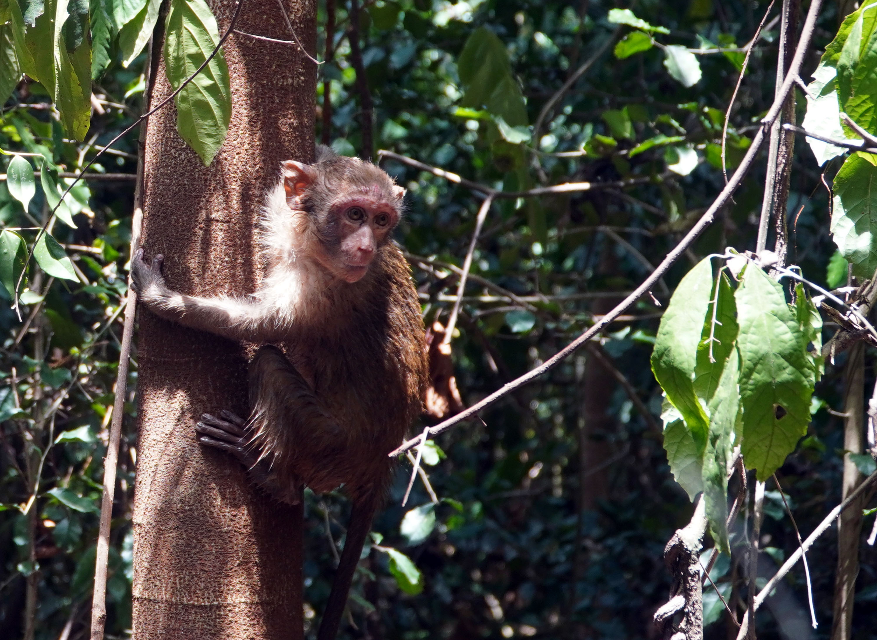  Niềm vui của chú khỉ con khi trở về ngôi nhà thiên nhiên và ánh nhìn lưu luyến gửi theo nhân viên cứu hộ.