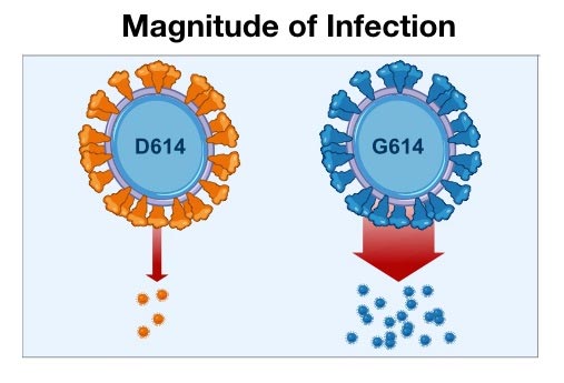 Hình ảnh về hai biến thể của virus gây ra Covid-19, biến thể mới D614G (G614) gây nhiễm bệnh nhiều hơn. 