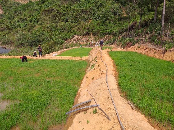  Mô hình ruộng lúa nước bậc thang của gia đình ông Hồ Khiên đang phát triển tốt.