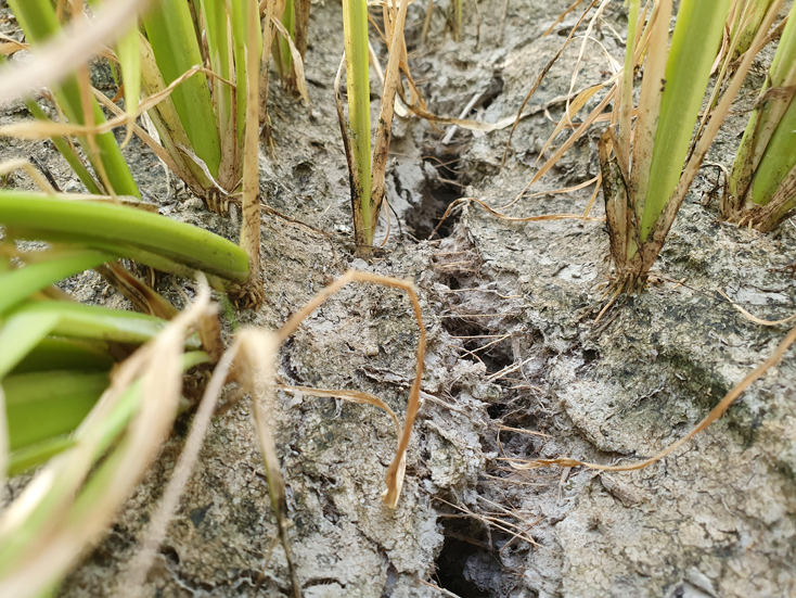 Ruộng lúa ở huyện Minh Hóa đang bị nứt nẻ do hạn hán
