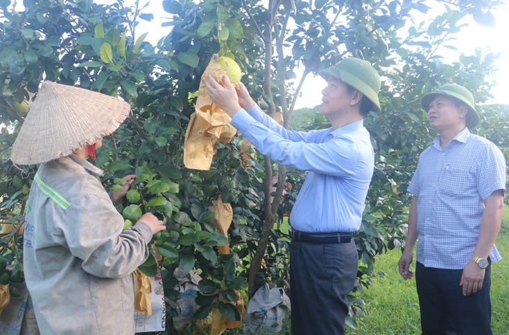 Lãnh đạo huyện Tuyên Hóa thăm và kiểm tra mô hình trồng cây ăn quả có múi trên địa bàn.