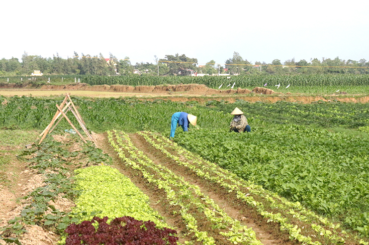 Nhiều diện tích trồng lùa khó khăn về nước tưới ở huyện Quảng Ninh đã chuyển sang trồng rau màu.