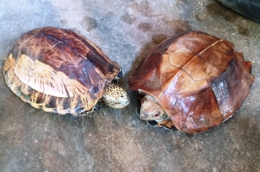 Hai cá thể rùa thuộc nhóm động vật quý hiếm. 